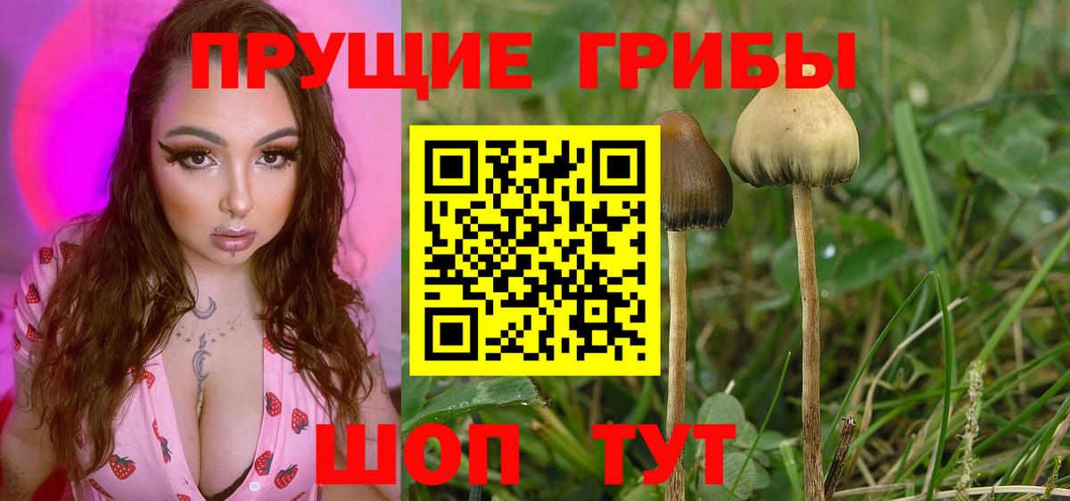 Псилоцибиновые грибы GOLDEN TEACHER  Вход с VPN  Тверь 